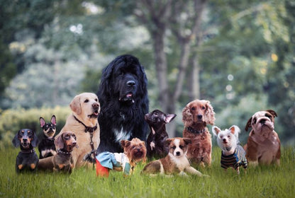 EVENT! Hundetræf hos Pavillon Tingstedet - SPAR 54 kr.!